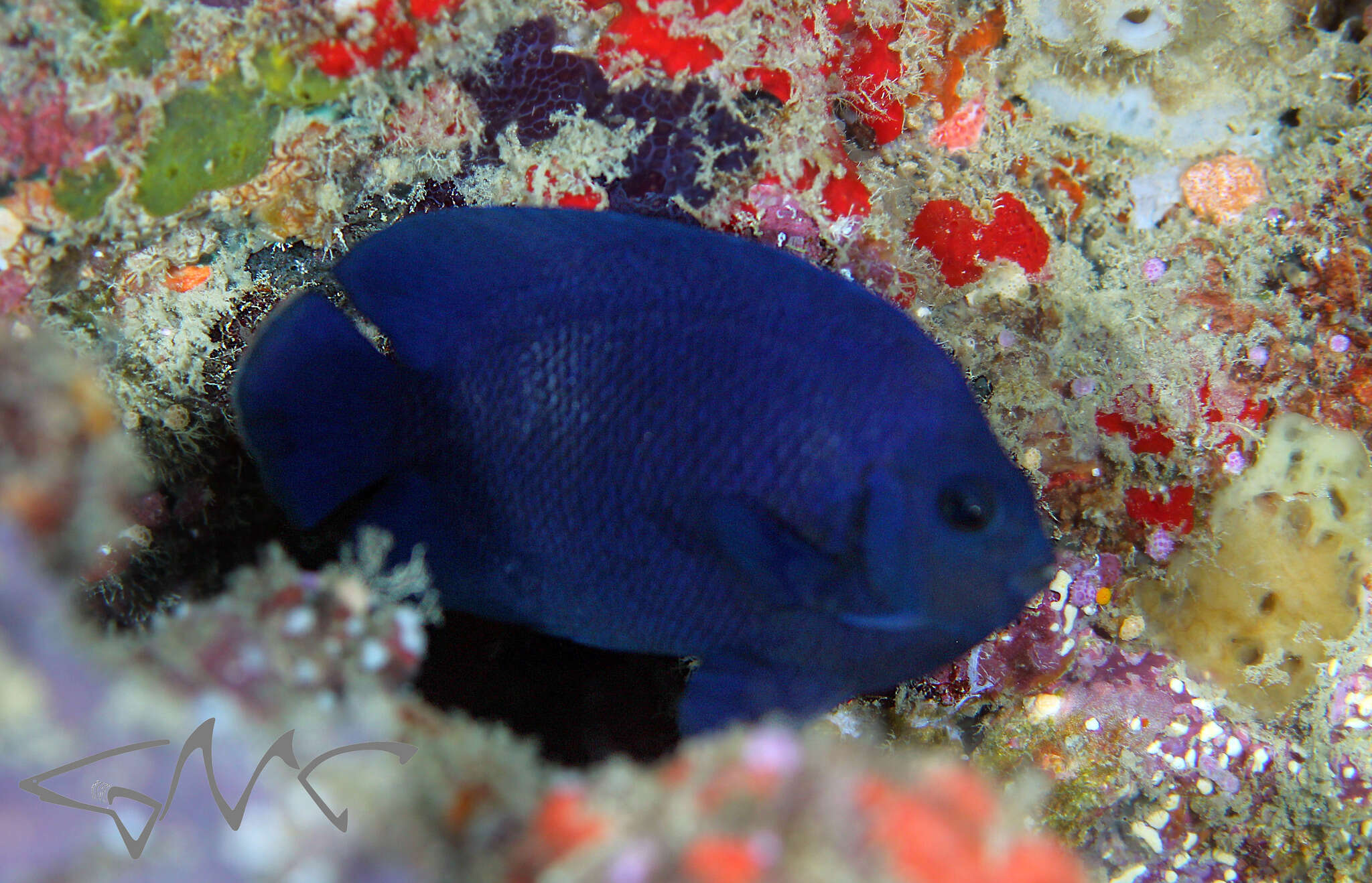 Image of Blue Velvet Angelfish