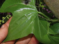 Image of Dioscorea bryoniifolia Poepp.