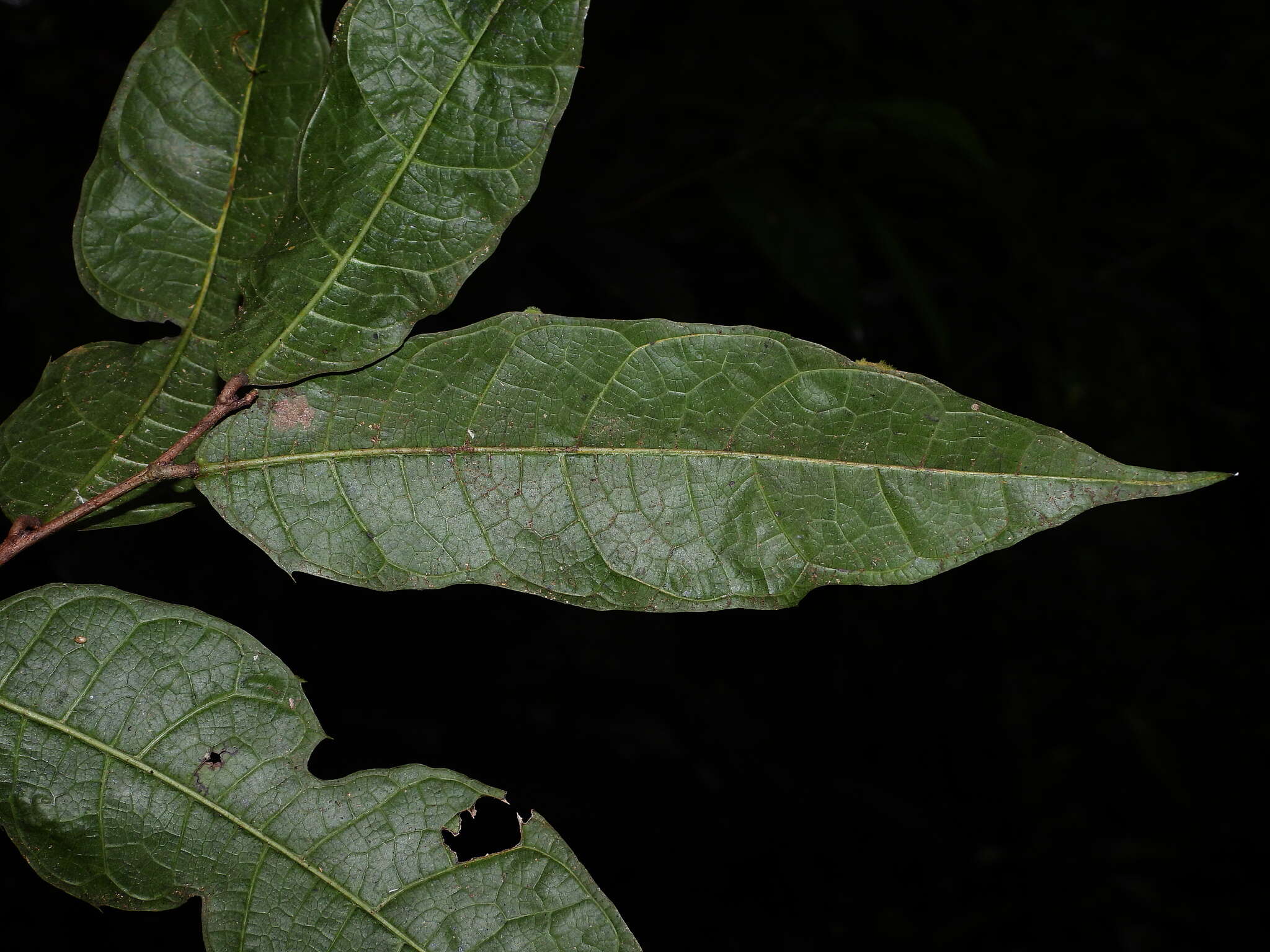 Image de Clarisia ilicifolia (Spreng.) Lanj. & Rossb.