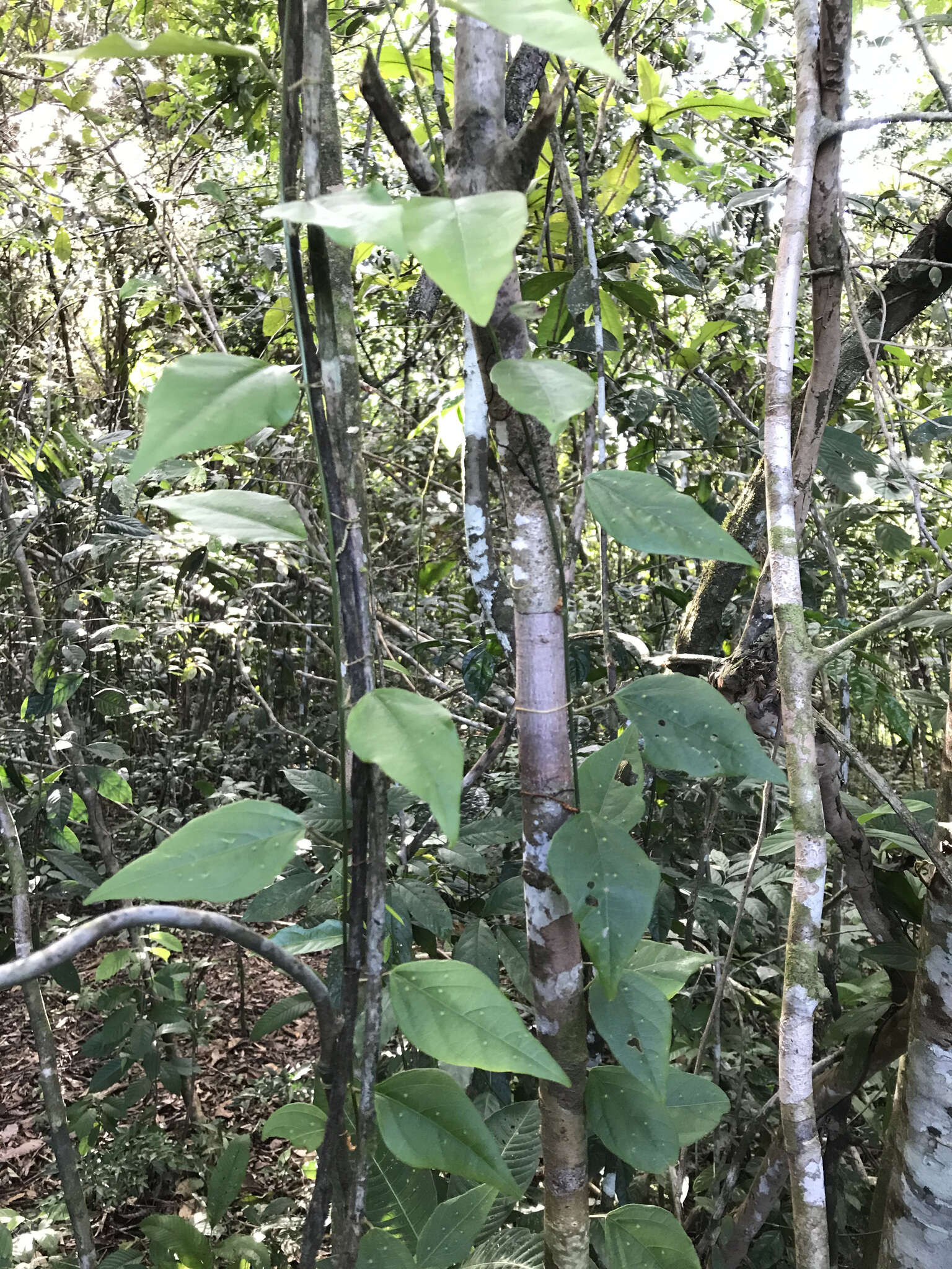 صورة Passiflora auriculata Kunth