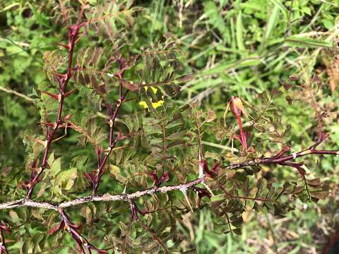 Rosa morrisonensis Hayata的圖片