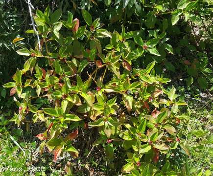 Image of Tristemma mauritianum J. F. Gmel.