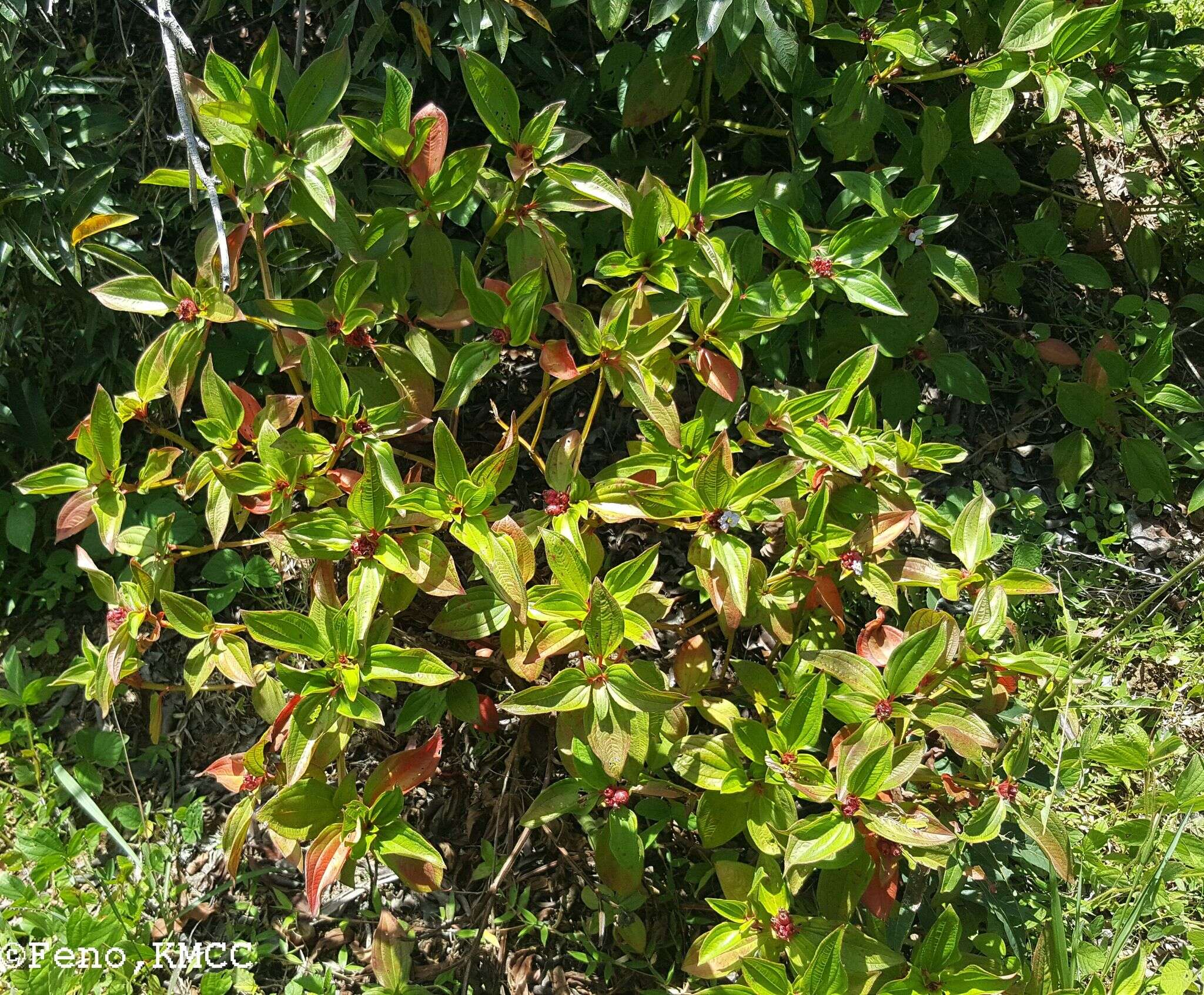 Imagem de Tristemma mauritianum J. F. Gmel.