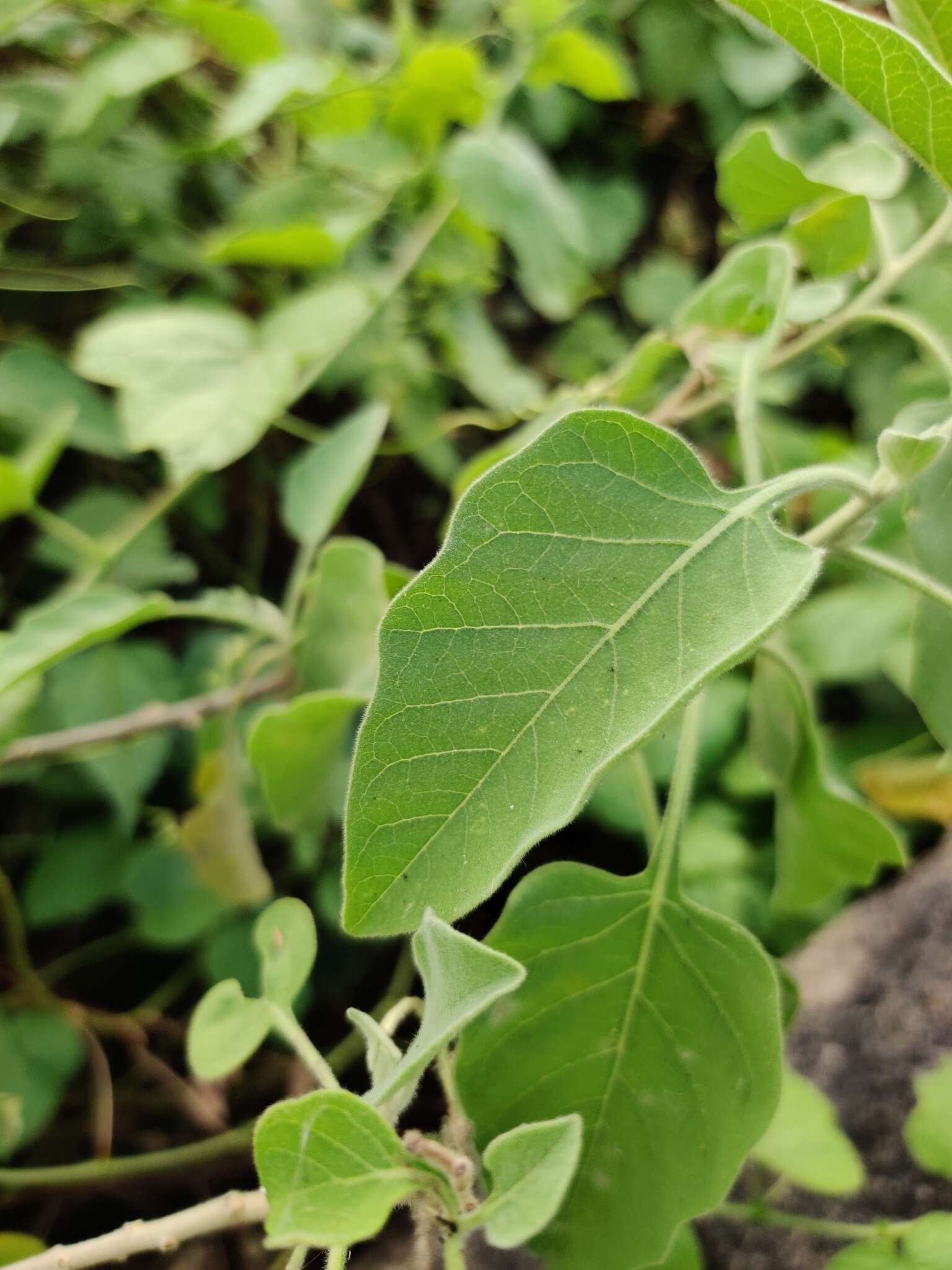 Image of Solanum pubescens Willd.