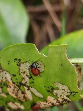 Imagem de <i>Podagricomela nigricollis</i>