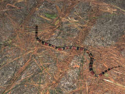 Image of Black-banded Coral Snake