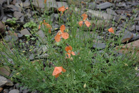 Image of Papaver fugax Poir.