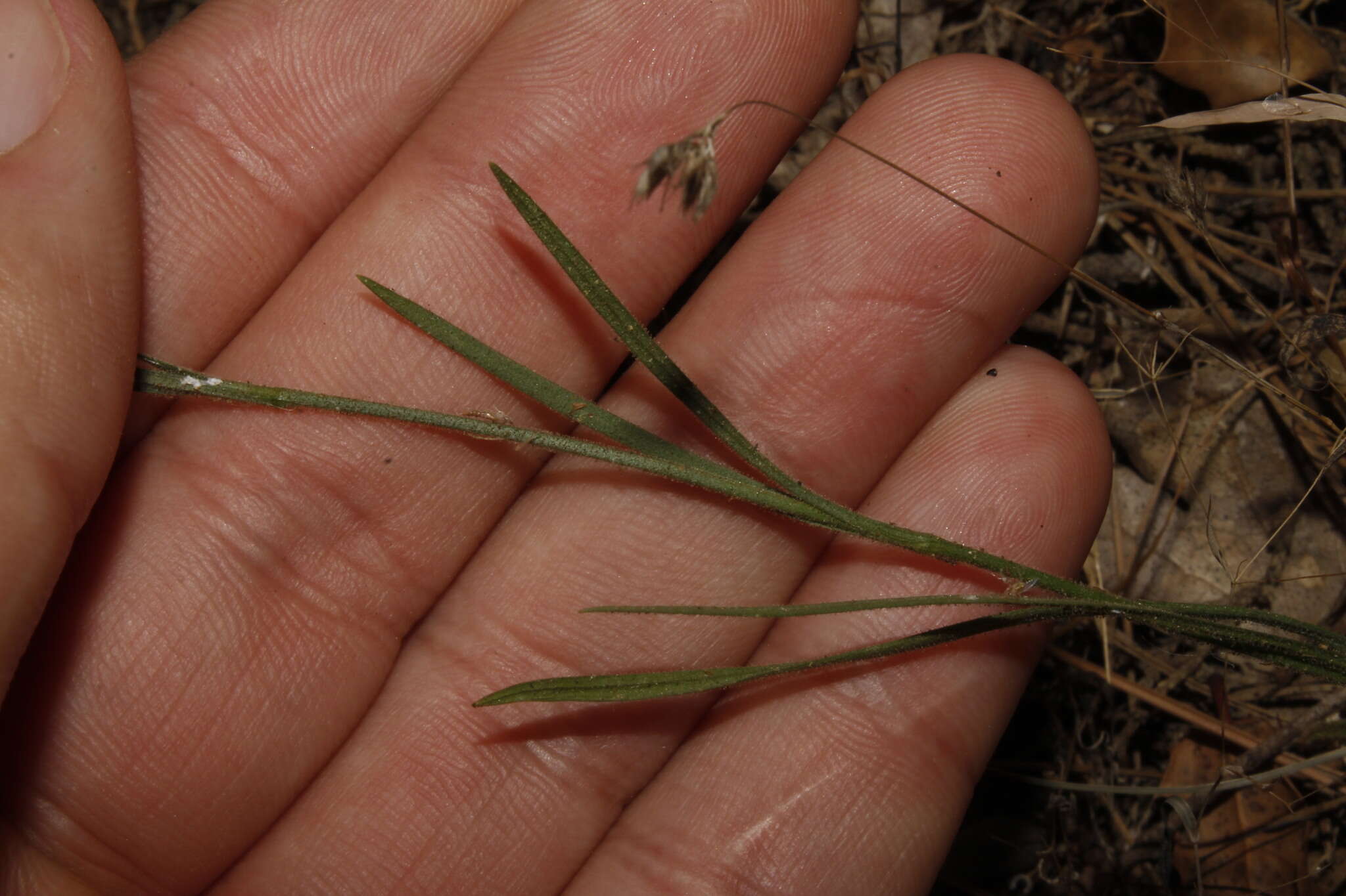 Image of Dianthus diffusus Sm.