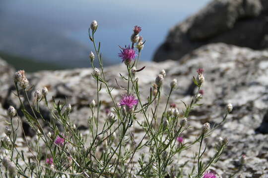 Centaurea sterilis Stev. resmi