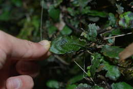 Image of Cranfillia opaca (Mett.) Gasper & V. A. O. Dittrich