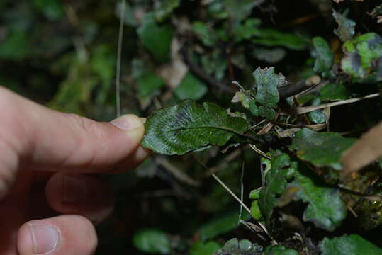 Image of Cranfillia opaca (Mett.) Gasper & V. A. O. Dittrich