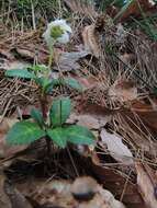 Image of Chimaphila japonica Miq.