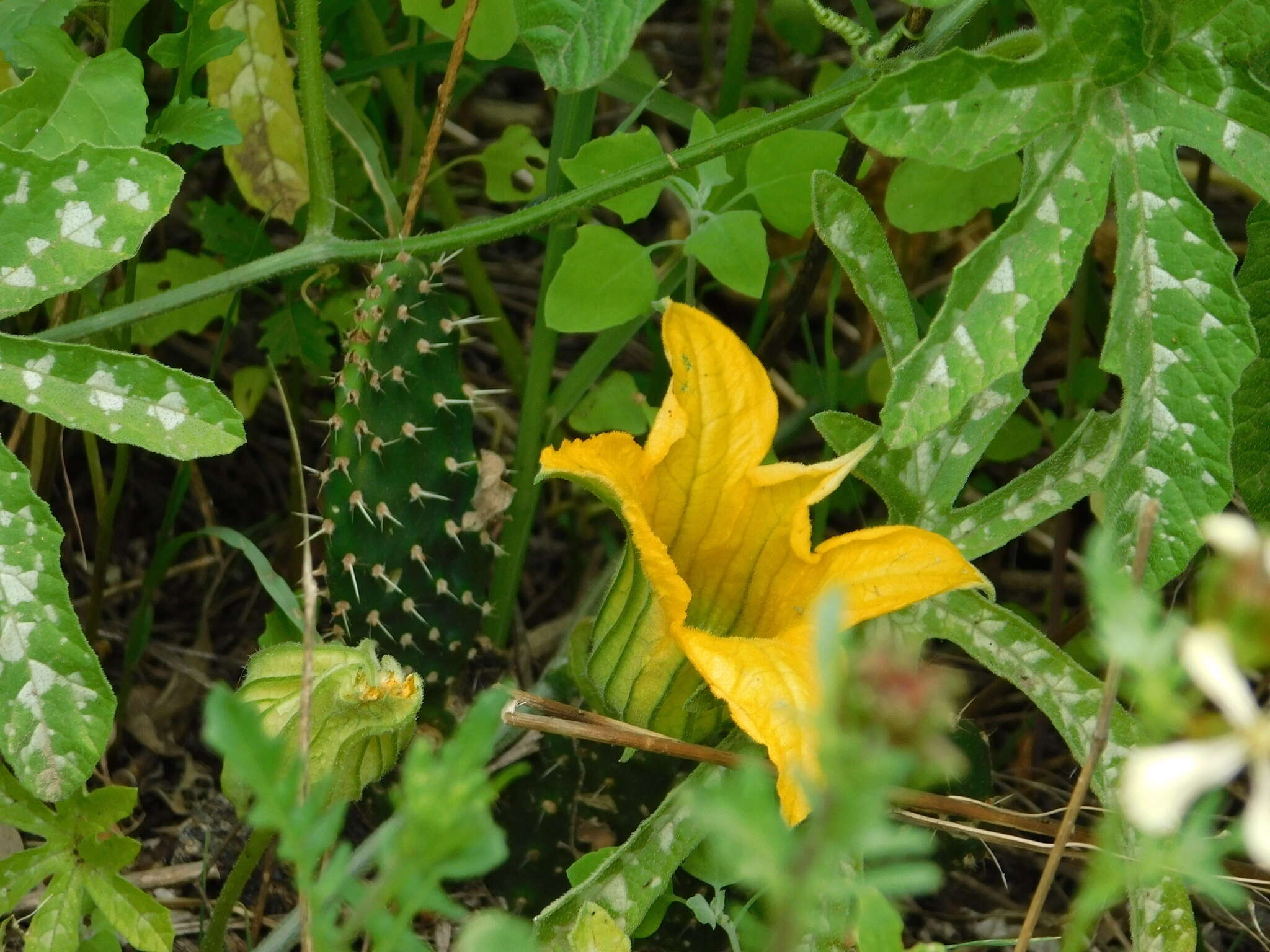 Image of Cucurbita pedatifolia L. H. Bailey