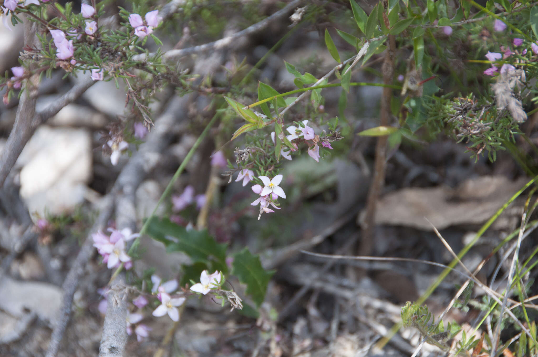 Image of Boronia pilosa subsp. pilosa