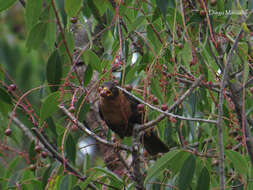 Image of Rufous-collared Robin