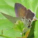 Image of Hypolycaena lochmophila Tite 1967