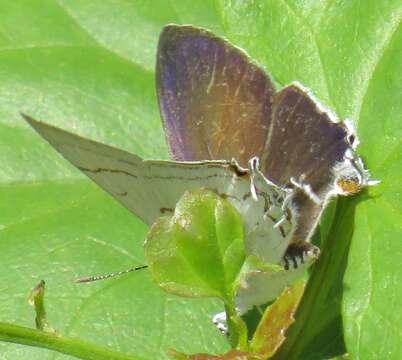 Image of Hypolycaena lochmophila Tite 1967