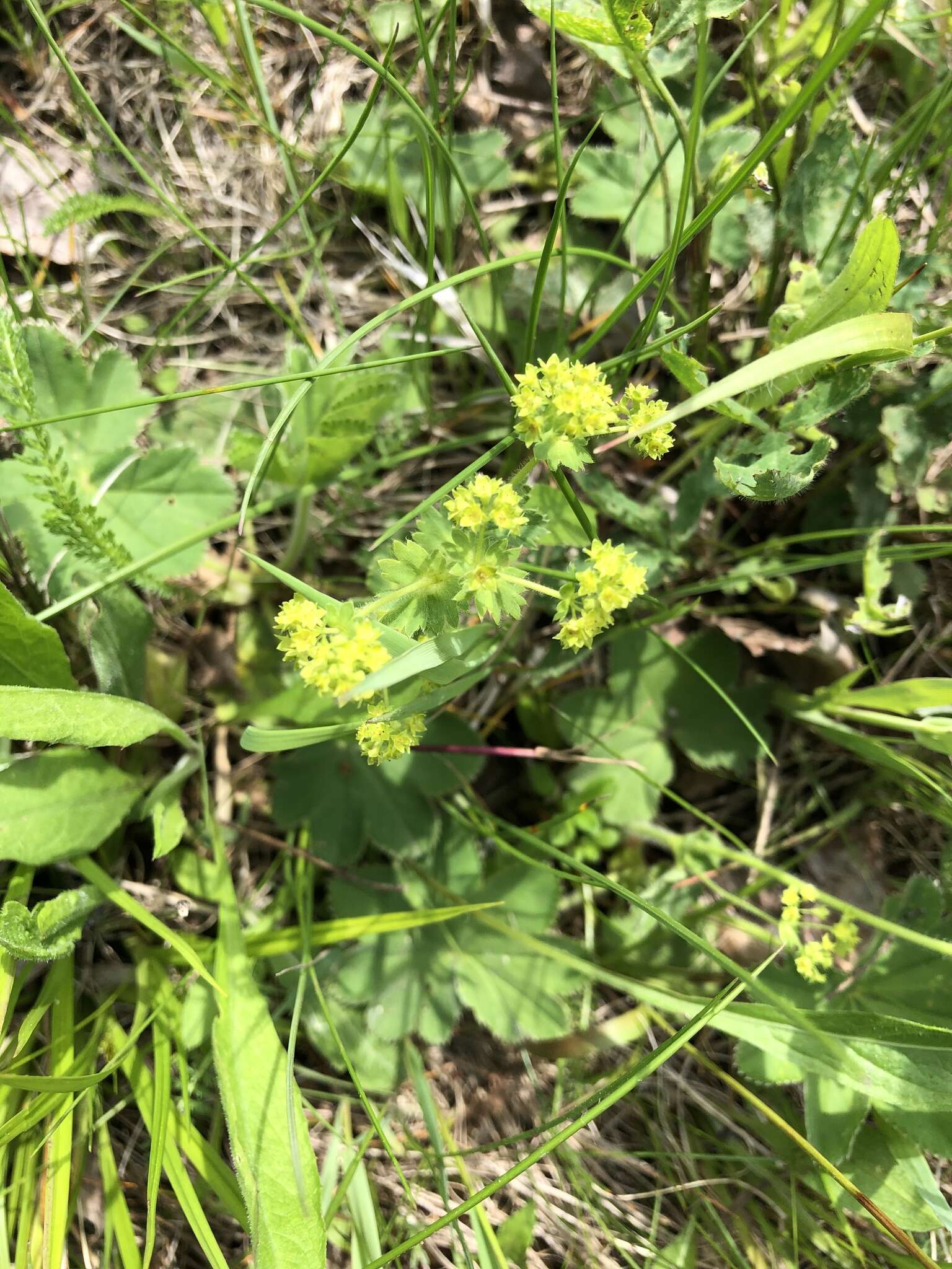 Image of hairy lady's mantle