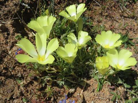 Image of Grielum humifusum Thunb.