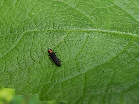 Imagem de Agrilus ruficollis (Fabricius 1787)