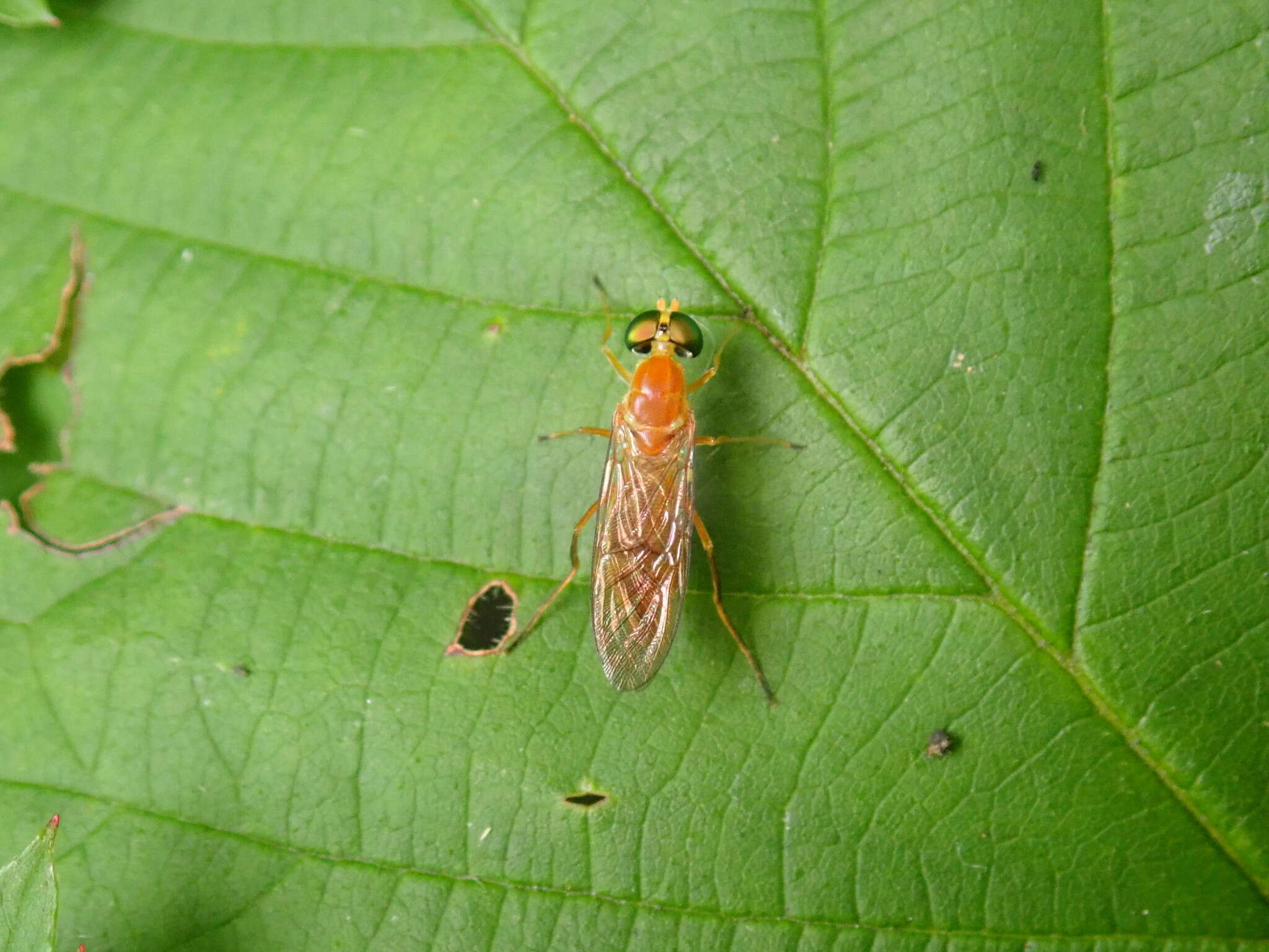 Image of Ptecticus trivittatus (Say 1829)