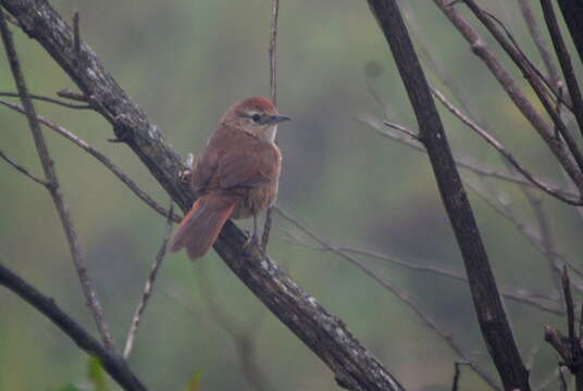 Image of Spot-breasted Thornbird