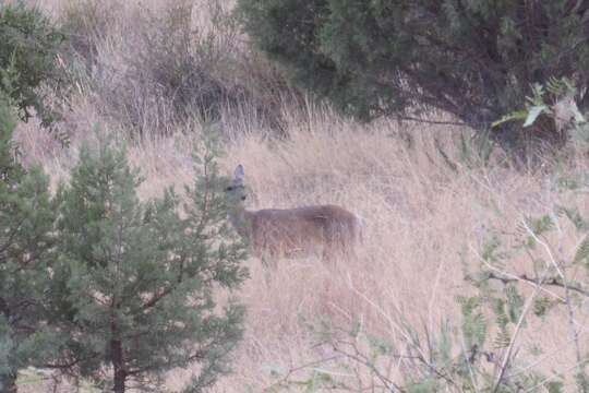 Image of Odocoileus virginianus couesi (Coues & Yarrow 1875)