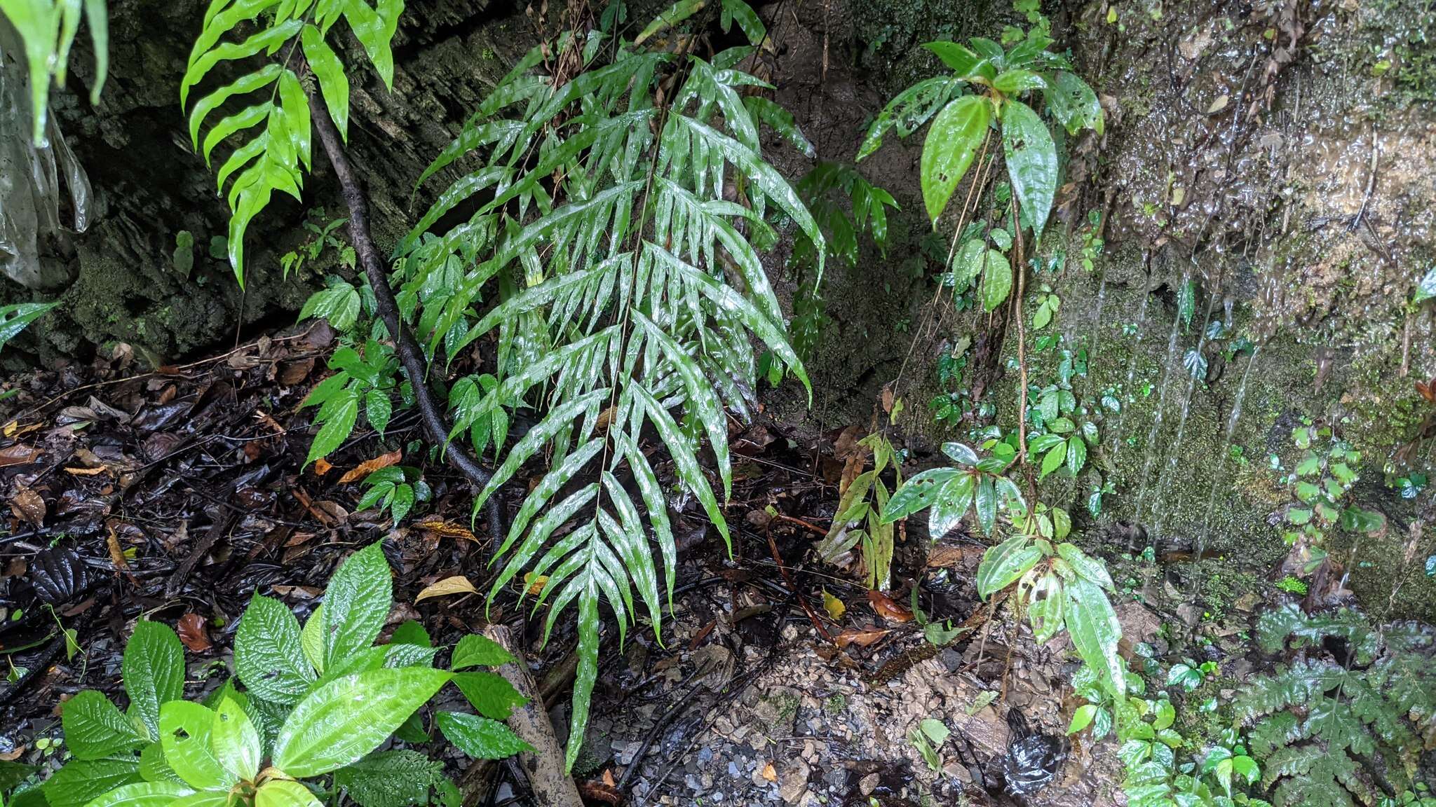 Image de Pteris formosana Bak.