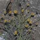 Image of Helichrysum italicum subsp. tyrrhenicum (Bacch., Brullo & Giusso) Herrando, J. M. Blanco, L. Sáez & Galbany