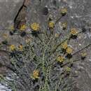 Слика од Helichrysum italicum subsp. tyrrhenicum (Bacch., Brullo & Giusso) Herrando, J. M. Blanco, L. Sáez & Galbany