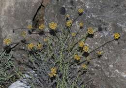 Слика од Helichrysum italicum subsp. tyrrhenicum (Bacch., Brullo & Giusso) Herrando, J. M. Blanco, L. Sáez & Galbany