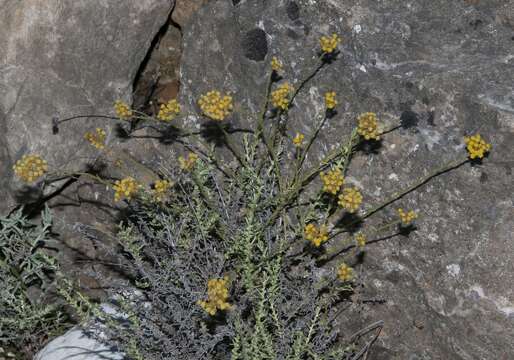 Image of Helichrysum italicum subsp. tyrrhenicum (Bacch., Brullo & Giusso) Herrando, J. M. Blanco, L. Sáez & Galbany