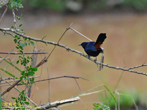 Image of Copsychus fulicatus leucopterus (Lesson & R 1840)