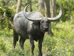 Image of Asian Buffalo