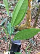 Image of laurel-leaf snailseed