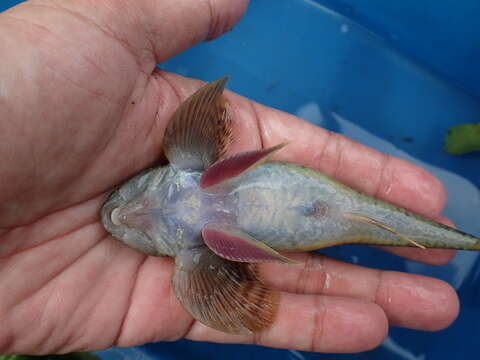 Image of loach gobies