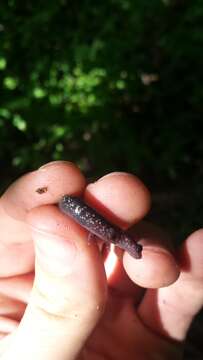 Image of Western Slimy Salamander