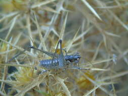 Слика од Rhacocleis edentata Willemse & F. M. H. 1982