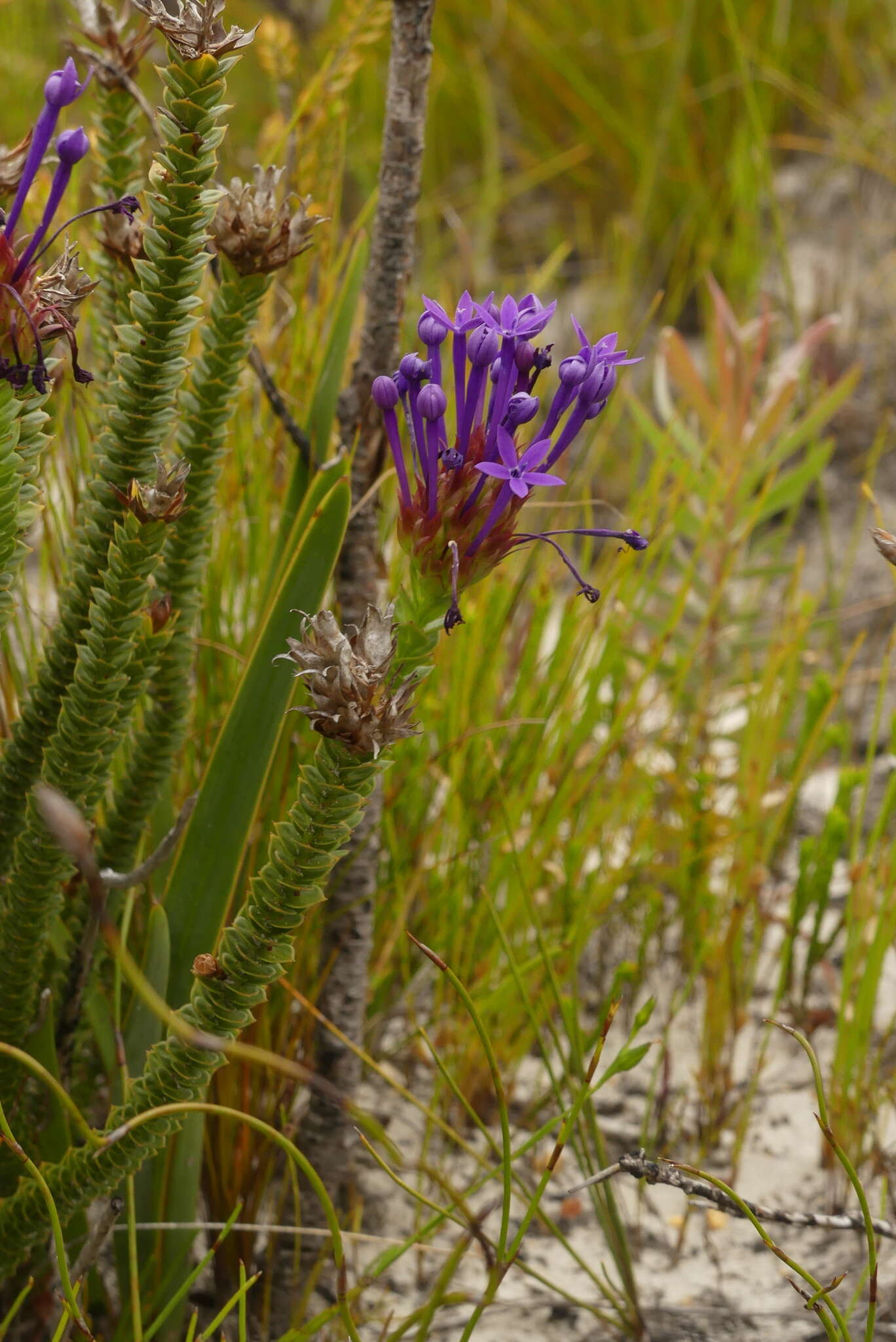 Image of Rhigiophyllum squarrosum Hochst.