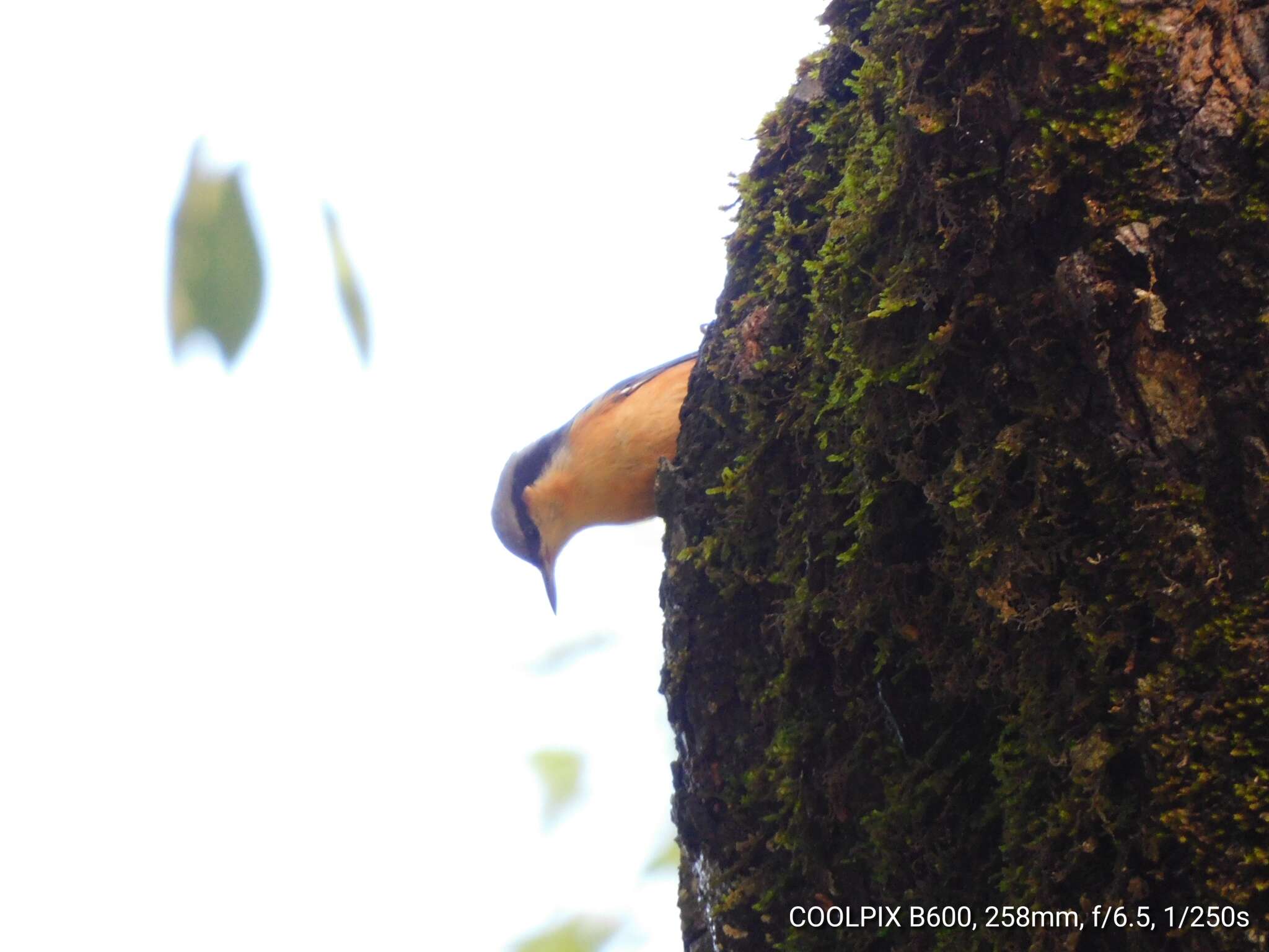 Image of White-tailed Nuthatch