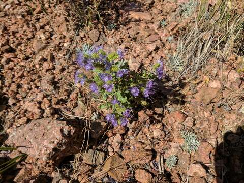 Sivun Phacelia bakeri (Brand) J. F. Macbr. kuva