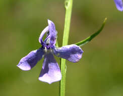 Image of Apache lobelia