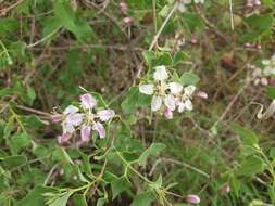 Image of Triaspis glaucophylla Engl.