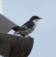 Image of Fiscal Flycatcher