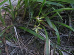 صورة Caladenia atradenia D. L. Jones, Molloy & M. A. Clem.