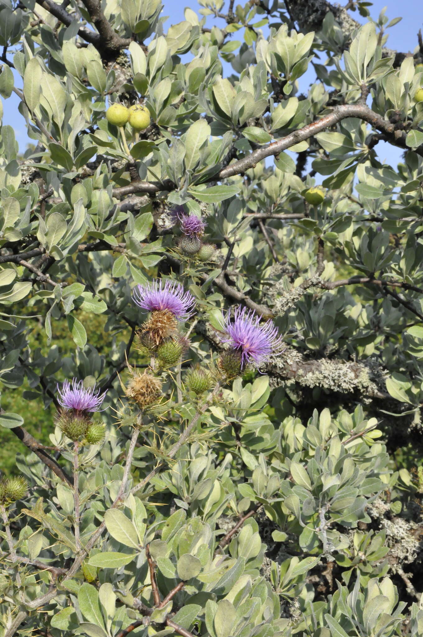 Pyrus elaeagrifolia Pall. resmi