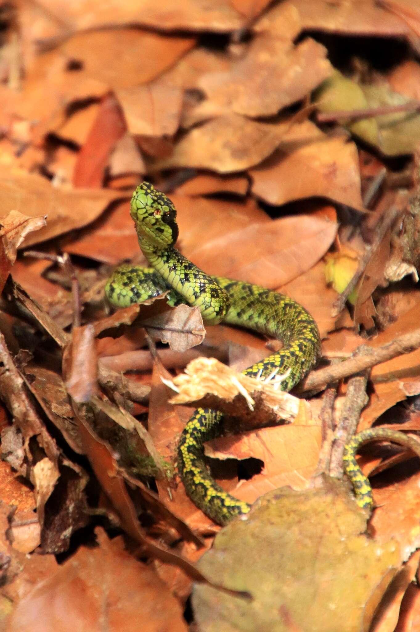 Image of Bothriechis nubestris Doan, Mason, Castoe, Sasa & Parkinson 2016