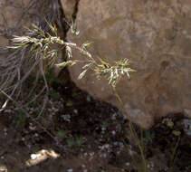 Image of Poa sinaica Steud.