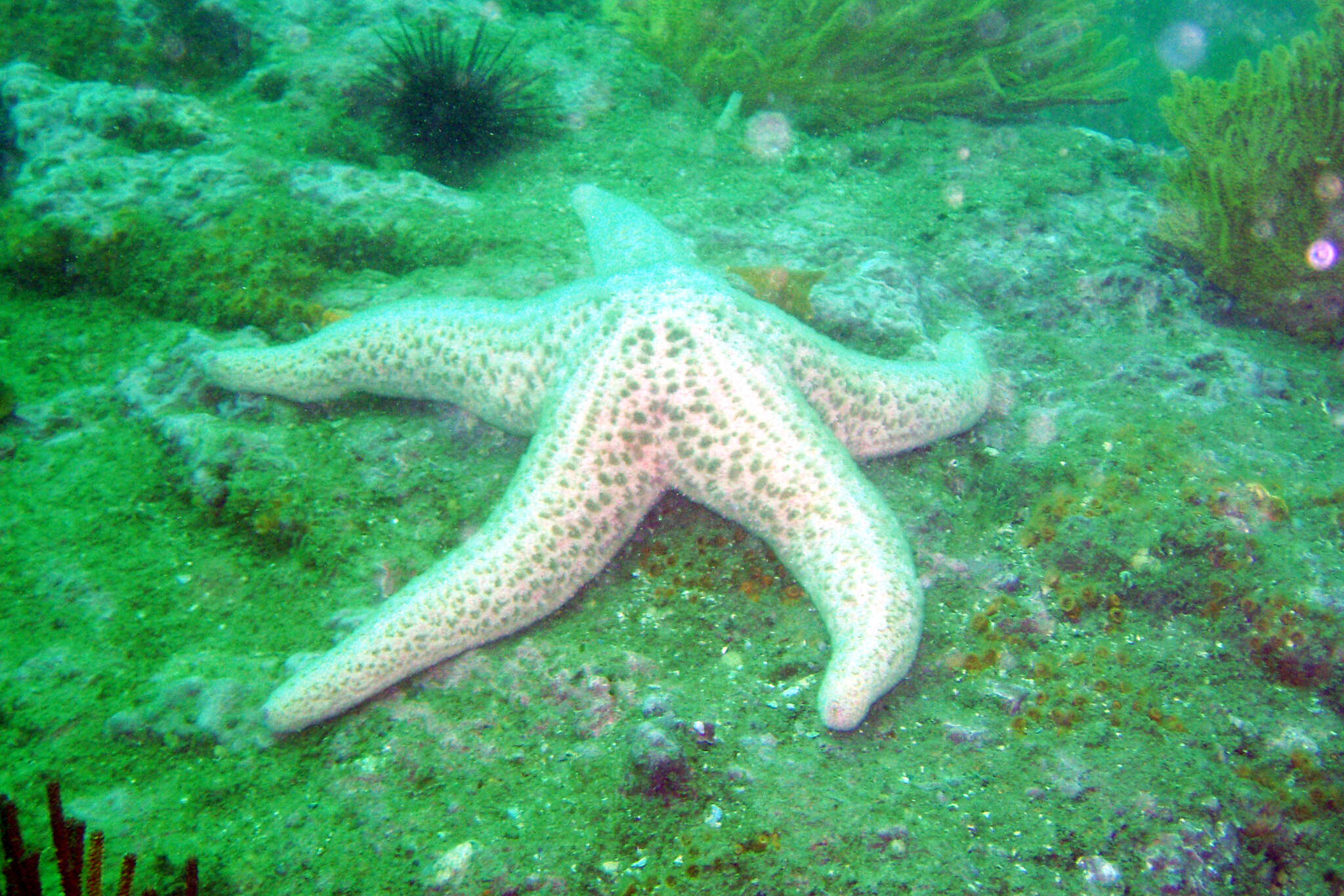 Слика од Pisaster brevispinus (Stimpson 1857)