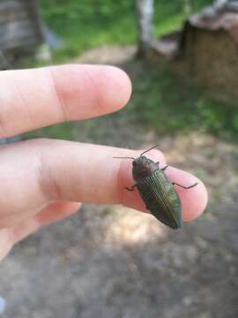 Imagem de Buprestis rustica Linnaeus 1758